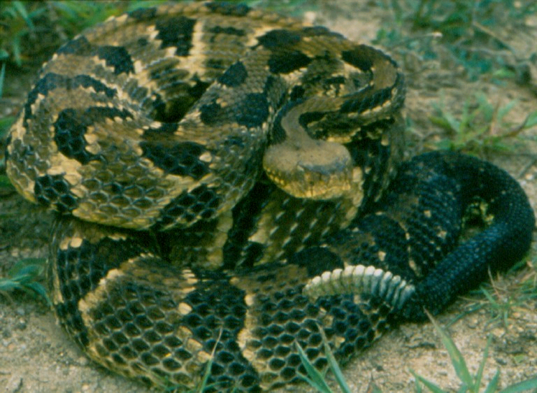 T. Rattlesnake.bmp [844 Kb]